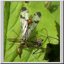 Panorpa communis - Gemeine Skorpionsfliege m04.jpg